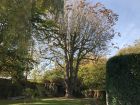 Mature horse chestnut, before.